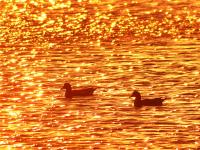 生态湿地藏秘境，夕阳候鸟入画来