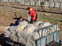 冬闲致富好路子！看青岛这个村的粉条经济