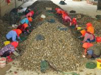 一天收获上万斤！红岛海蛎子迎来丰收季