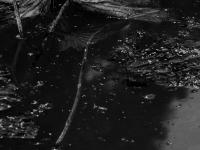 苇荻、莲蓬、野鸭……青岛植物园“”寒水残荷”=水墨画！