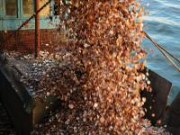 冬天开着渔船播种？实拍青岛“海耕”现场