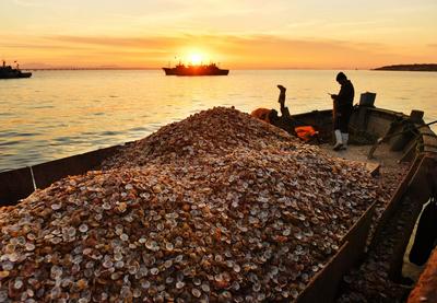 冬天开着渔船播种？实拍青岛“海耕”现场