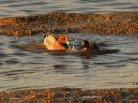 生态湿地藏秘境，夕阳候鸟入画来