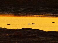 生态湿地藏秘境，夕阳候鸟入画来