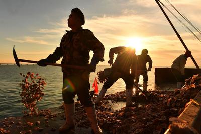 冬天开着渔船播种？实拍青岛“海耕”现场