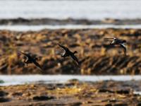 生态湿地藏秘境，夕阳候鸟入画来