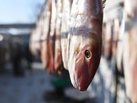 “一卤鲜”，挂满院，真鲜！