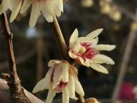 冬至到，中山公园腊梅绽放