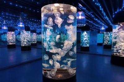 冬天，在世博园“撩”热带植物，约么？