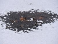 “冻”真格！青岛多处上演冰封景象