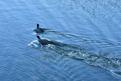 芦苇、河流、民舍……白沙河冬日美景爱了！