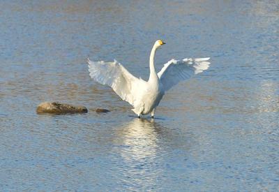 鸳鸯、白天鹅……唐岛湾湿地4K美图