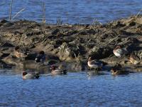 生态湿地藏秘境，夕阳候鸟入画来