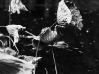 苇荻、莲蓬、野鸭……青岛植物园“”寒水残荷”=水墨画！