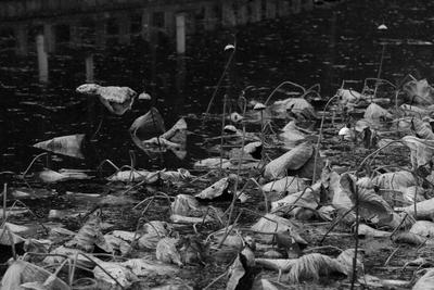 苇荻、莲蓬、野鸭……青岛植物园“”寒水残荷”=水墨画！