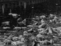 苇荻、莲蓬、野鸭……青岛植物园“”寒水残荷”=水墨画！