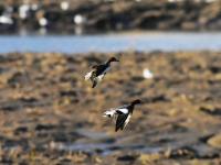 生态湿地藏秘境，夕阳候鸟入画来