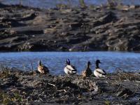 生态湿地藏秘境，夕阳候鸟入画来