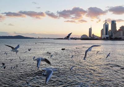 栈桥落日时分，海鸥纷飞美不胜收