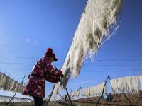 冬闲致富好路子！看青岛这个村的粉条经济