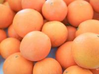 舌尖上的橙色，重庆果农“组团”来青卖橙