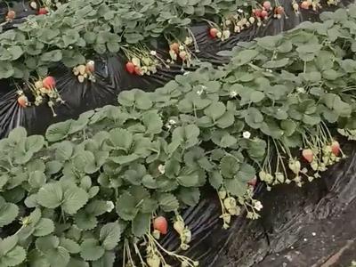 “吃草莓会导致得出血热”？专家辟谣