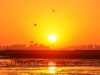 晚霞、候鸟、天际线……赵家岭海滩，约么