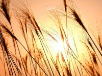 芦苇荡+黑天鹅！唐岛湾湿地冬日大片来了