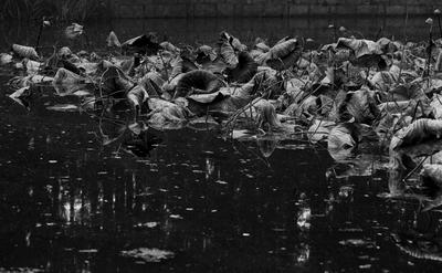 苇荻、莲蓬、野鸭……青岛植物园“”寒水残荷”=水墨画！