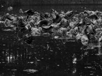 苇荻、莲蓬、野鸭……青岛植物园“”寒水残荷”=水墨画！