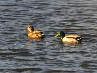 生态湿地藏秘境，夕阳候鸟入画来