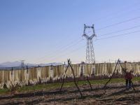 冬闲致富好路子！看青岛这个村的粉条经济