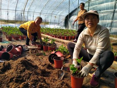 山东青岛莱西市：草莓盆栽产值翻一番 老种植户和基地互相“偷艺”