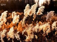 芦苇荡+黑天鹅！唐岛湾湿地冬日大片来了