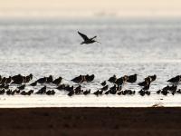 晚霞、候鸟、天际线……赵家岭海滩，约么