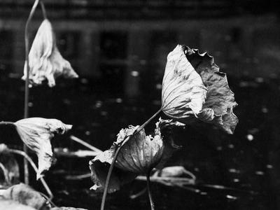 苇荻、莲蓬、野鸭……青岛植物园“”寒水残荷”=水墨画！