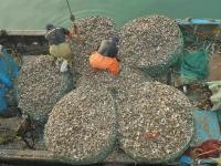 一天收获上万斤！红岛海蛎子迎来丰收季