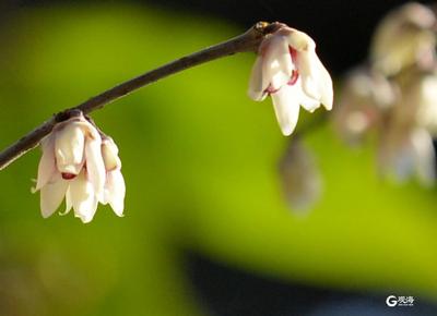 冬至到，中山公园腊梅绽放