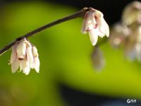 冬至到，中山公园腊梅绽放