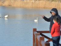 鸳鸯、白天鹅……唐岛湾湿地4K美图