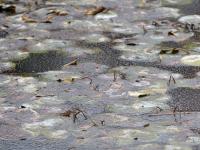 “冻”真格！青岛多处上演冰封景象