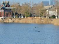 鸳鸯、白天鹅……唐岛湾湿地4K美图