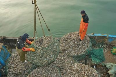 一天收获上万斤！红岛海蛎子迎来丰收季