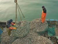 一天收获上万斤！红岛海蛎子迎来丰收季