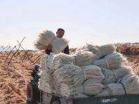 冬闲致富好路子！看青岛这个村的粉条经济