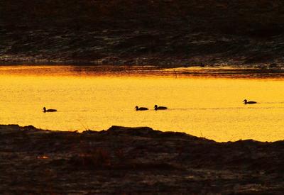 生态湿地藏秘境，夕阳候鸟入画来