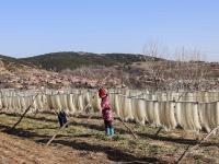 冬闲致富好路子！看青岛这个村的粉条经济