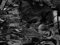 苇荻、莲蓬、野鸭……青岛植物园“”寒水残荷”=水墨画！