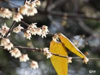 冬至到，中山公园腊梅绽放