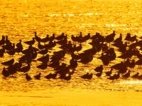 晚霞、候鸟、天际线……赵家岭海滩，约么